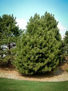 Сосна Чёрная (Pinus Nigra) купить по цене от 270.00р. в интернет-магазине «Посадика» с доставкой почтой в в Обье и по всей России – [изображение №1].