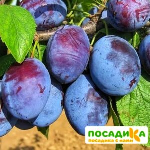 Слива Чачакская ранняя купить по цене от 229.00р. в интернет-магазине «Посадика» с доставкой почтой в в Обье и по всей России – [изображение №1].