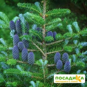 Пихта корейская (Abies koreana) купить по цене от 450.00р. в интернет-магазине «Посадика» с доставкой почтой в в Обье и по всей России – [изображение №1].