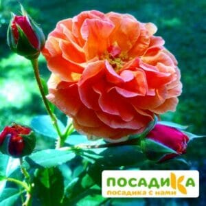 Роза Арабия купить по цене от 350.00р. в интернет-магазине «Посадика» с доставкой почтой в в Обье и по всей России – [изображение №1].