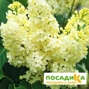 Сирень Примроуз (Primrose) купить по цене от 529.00р. в интернет-магазине «Посадика» с доставкой почтой в в Обье и по всей России – [изображение №1].