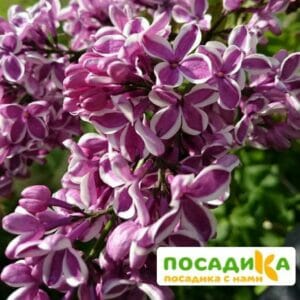 Сирень Сенсация купить по цене от 529.00р. в интернет-магазине «Посадика» с доставкой почтой в в Обье и по всей России – [изображение №1].