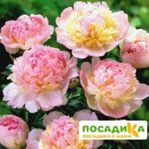 Пион Распберри Сандей (Paeonia Raspberry Sundae) купить по цене от 959р. в интернет-магазине «Посадика» с доставкой почтой в в Обье и по всей России – [изображение №1].