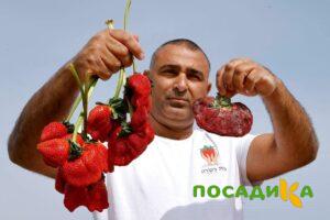 Клубника Гигант Джорнея купить по цене от 266р. в интернет-магазине «Посадика» с доставкой почтой в в Обье и по всей России – [изображение №1].