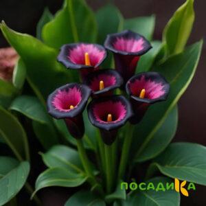 Калла Аура Лейс купить по цене от 400р. в интернет-магазине «Посадика» с доставкой почтой в в Обье и по всей России – [изображение №1].