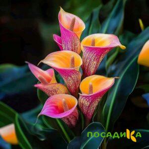 Калла Оникс купить по цене от 450р. в интернет-магазине «Посадика» с доставкой почтой в в Обье и по всей России – [изображение №1].