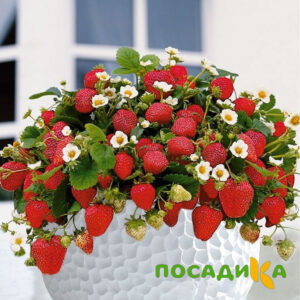 Клубника Рубиновый Шепот (горшечная) купить по цене от 240р. в интернет-магазине «Посадика» с доставкой почтой в в Обье и по всей России – [изображение №1].