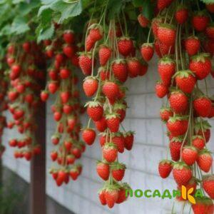 Клубника вьющаяся Комплимент купить по цене от 470р. в интернет-магазине «Посадика» с доставкой почтой в в Обье и по всей России – [изображение №1].