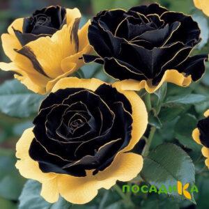 Роза Ханни Сикл купить по цене от 700р. в интернет-магазине «Посадика» с доставкой почтой в в Обье и по всей России – [изображение №1].