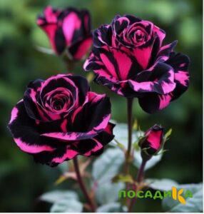 Роза Багровый Шепот купить по цене от 366р. в интернет-магазине «Посадика» с доставкой почтой в в Обье и по всей России – [изображение №1].