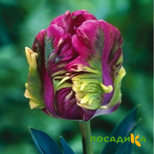 Тюльпан Экзотик Хэвен купить по цене от 186р. в интернет-магазине «Посадика» с доставкой почтой в в Обье и по всей России – [изображение №1].
