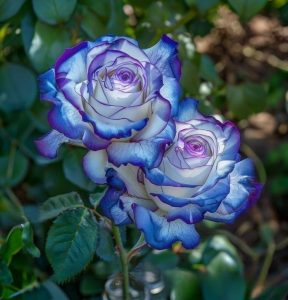 Роза Пэтолз Хоуп купить по цене от 333р. в интернет-магазине «Посадика» с доставкой почтой в в Обье и по всей России – [изображение №1].