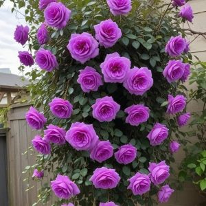 Роза Мистик Уайт купить по цене от 620р. в интернет-магазине «Посадика» с доставкой почтой в в Обье и по всей России – [изображение №1].