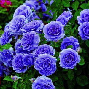 Роза Блю Мун купить по цене от 450р. в интернет-магазине «Посадика» с доставкой почтой в в Обье и по всей России – [изображение №1].