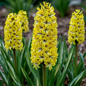 Гиацинт Сансет Голд купить по цене от 2099р. в интернет-магазине «Посадика» с доставкой почтой в в Обье и по всей России – [изображение №1].