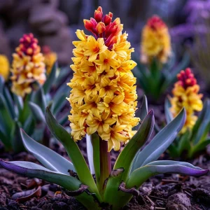 Гиацинт Миднайт Мистери купить по цене от 2099р. в интернет-магазине «Посадика» с доставкой почтой в в Обье и по всей России – [изображение №1].