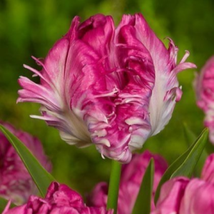 Тюльпан махровый Кул Кристал купить по цене от 400р. в интернет-магазине «Посадика» с доставкой почтой в в Обье и по всей России – [изображение №1].