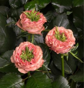 Роза Амбер Инчант купить по цене от 495р. в интернет-магазине «Посадика» с доставкой почтой в в Обье и по всей России – [изображение №1].