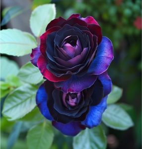 Роза Скарлет Рэвери купить по цене от 489р. в интернет-магазине «Посадика» с доставкой почтой в в Обье и по всей России – [изображение №1].