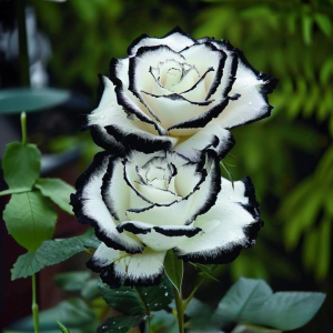 Роза Силк Ивин купить по цене от 319р. в интернет-магазине «Посадика» с доставкой почтой в в Обье и по всей России – [изображение №1].