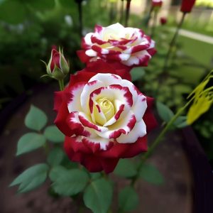 Роза Роял Глом купить по цене от 401р. в интернет-магазине «Посадика» с доставкой почтой в в Обье и по всей России – [изображение №1].