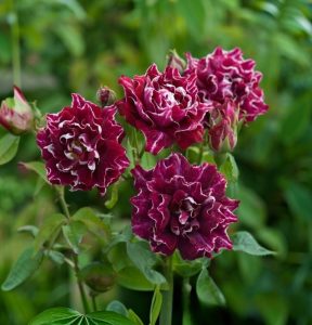 Роза Опаловый Пейзаж купить по цене от 490р. в интернет-магазине «Посадика» с доставкой почтой в в Обье и по всей России – [изображение №1].