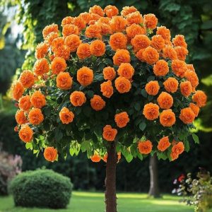 Роза Солнечный Шарм купить по цене от 349р. в интернет-магазине «Посадика» с доставкой почтой в в Обье и по всей России – [изображение №1].