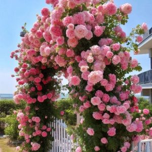 Роза Пастель Розе купить по цене от 605р. в интернет-магазине «Посадика» с доставкой почтой в в Обье и по всей России – [изображение №1].