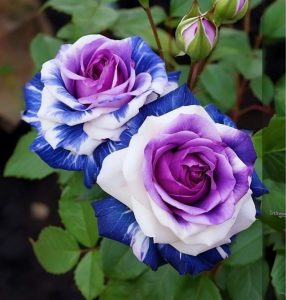 Роза Айвори Каскад купить по цене от 420р. в интернет-магазине «Посадика» с доставкой почтой в в Обье и по всей России – [изображение №1].