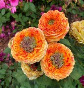 Роза Золотой Мираж купить по цене от 420р. в интернет-магазине «Посадика» с доставкой почтой в в Обье и по всей России – [изображение №1].